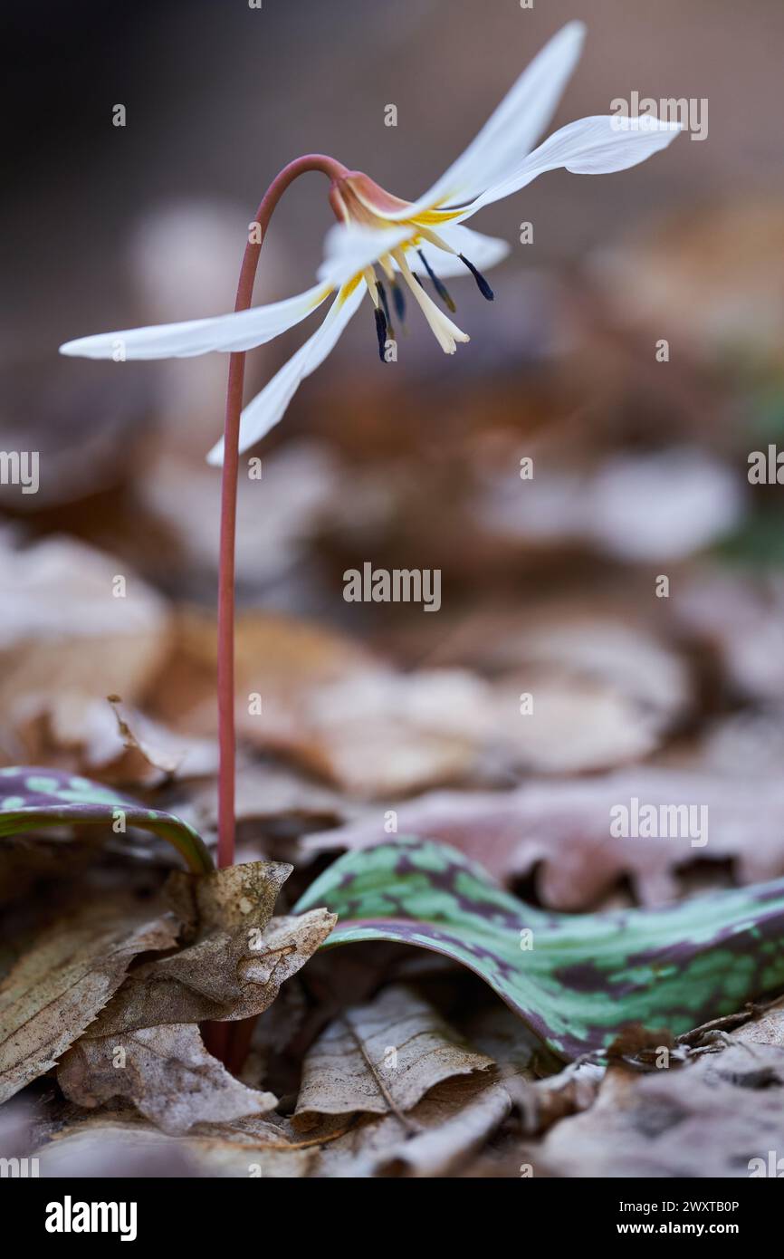 Il fiore del dente di cane fiorisce nel terreno della foresta in luoghi bui Foto Stock