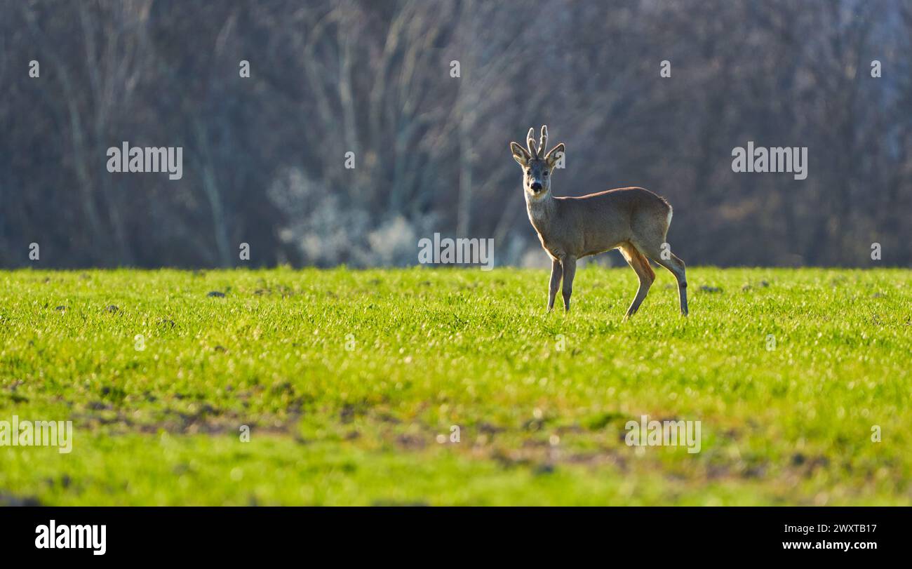 Roebuck in piedi in un campo di grano con foresta dietro in sfocatura, retroilluminato Foto Stock