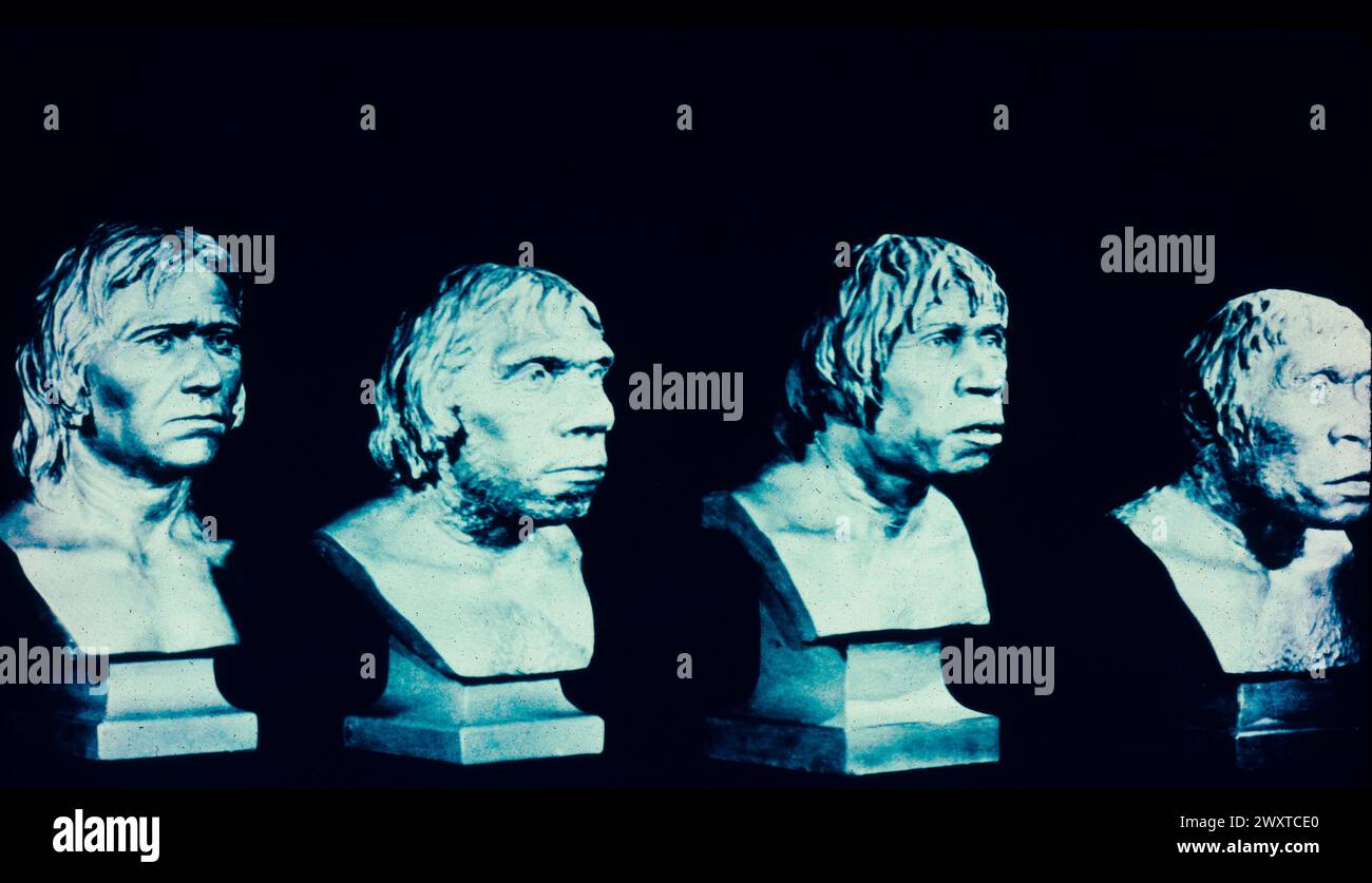 Teste ricostruite di quattro umani preistorici, da sinistra: Pithecanthropus erectus, Piltdown Man (bufala), Neanderthal e Cro-Magnon Foto Stock