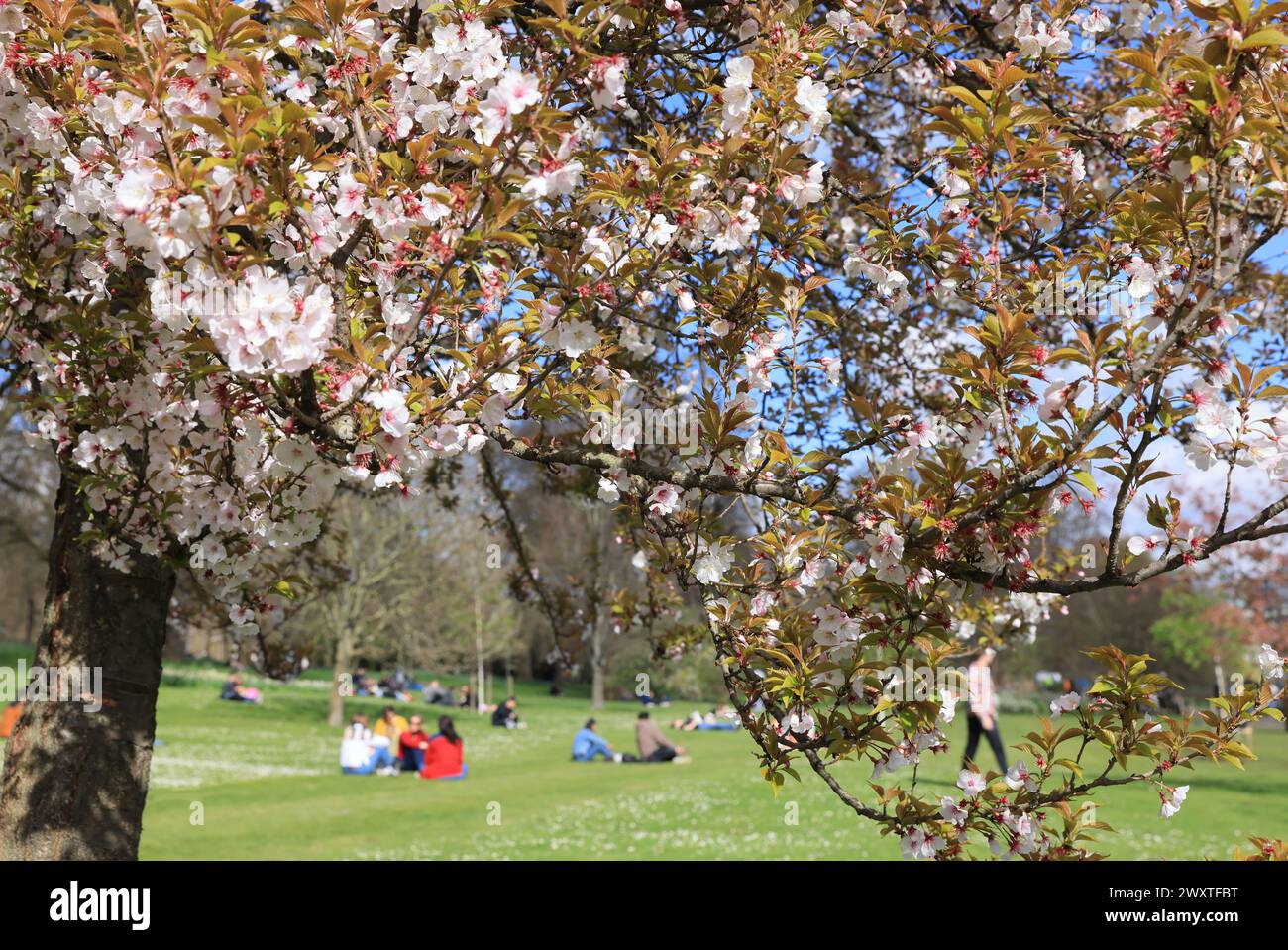 Il tempo era migliore di quanto ci aspettassimo il lunedì di Pasqua del 1 aprile 2024, a St James Park, nel centro di Londra, Regno Unito Foto Stock