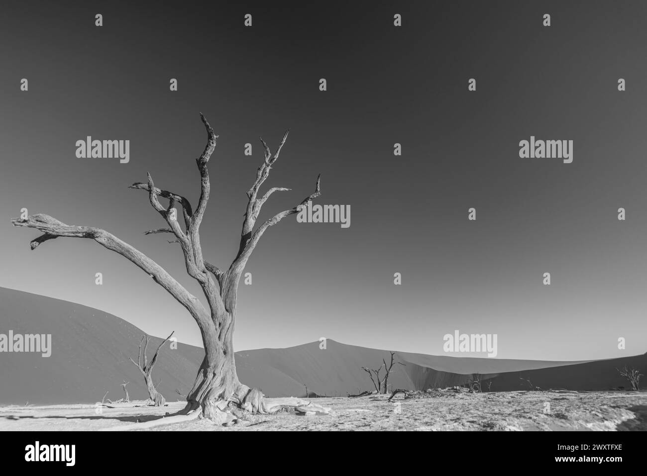 Immagine BW di un albero morto nel Deadvlei nel deserto del Namib fotografato da terra nella luce soffusa della sera senza persone in estate Foto Stock