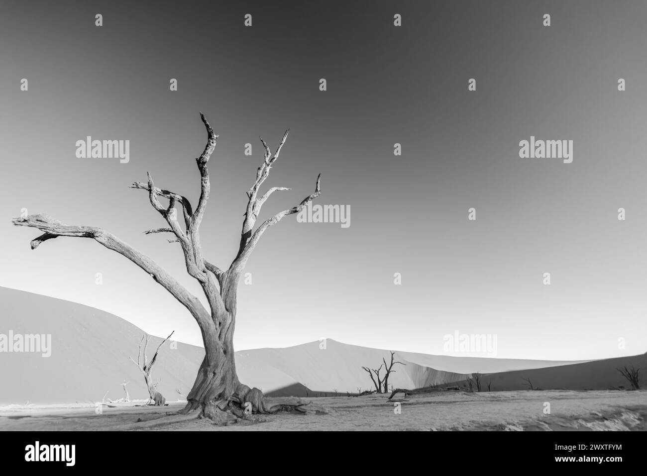 Immagine BW di un albero morto nel Deadvlei nel deserto del Namib fotografato da terra nella luce soffusa della sera senza persone in estate Foto Stock