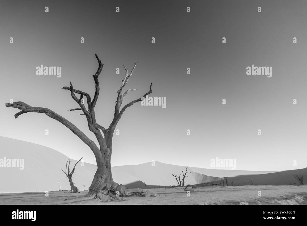 Immagine BW di un albero morto nel Deadvlei nel deserto del Namib fotografato da terra nella luce soffusa della sera senza persone in estate Foto Stock