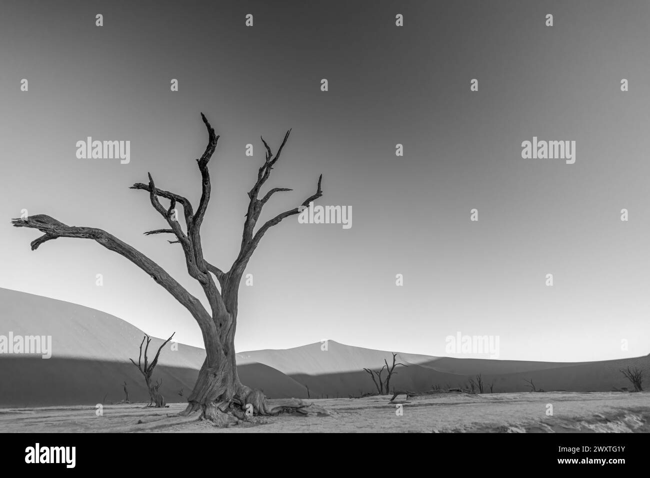 Immagine BW di un albero morto nel Deadvlei nel deserto del Namib fotografato da terra nella luce soffusa della sera senza persone in estate Foto Stock