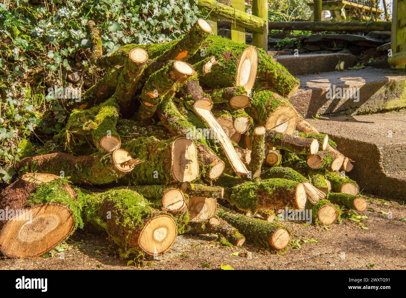 quercia abbattuta di recente Foto Stock