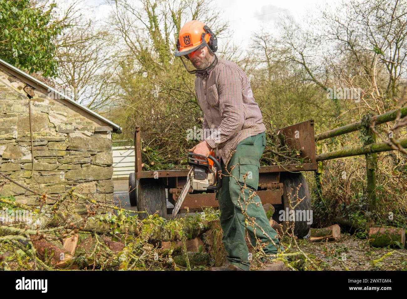 L'uomo chainsawing un albero Foto Stock