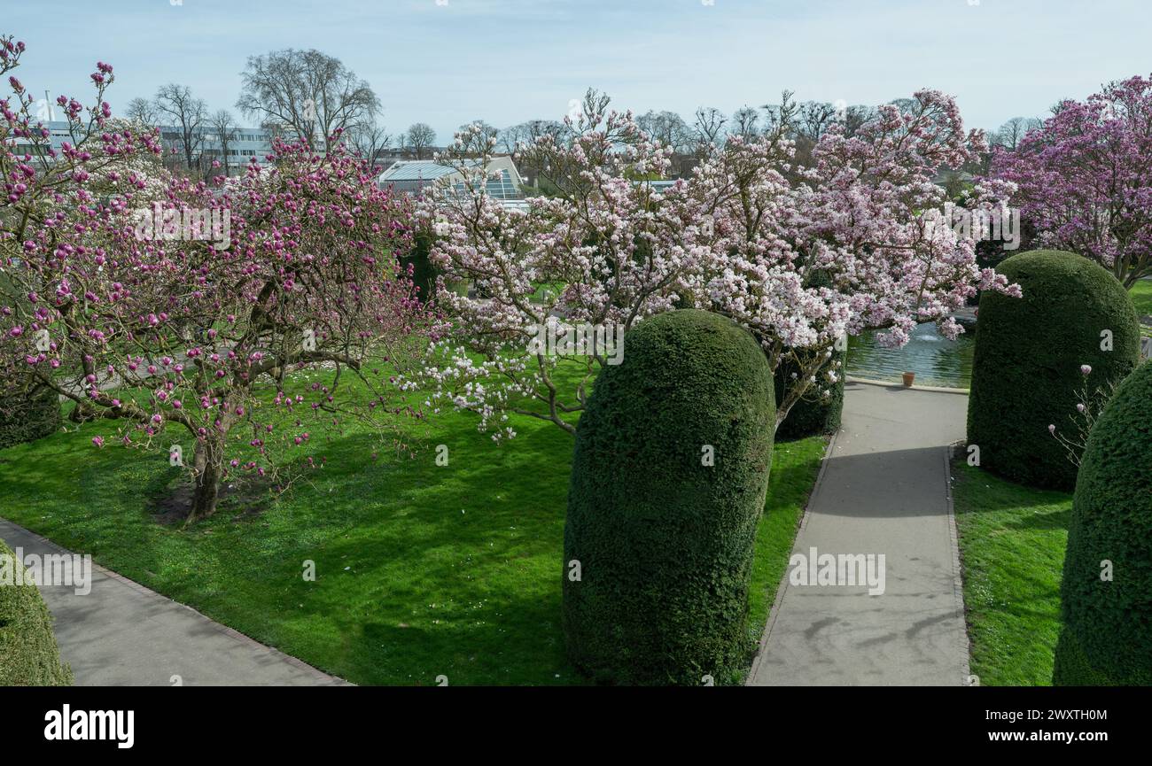 La magnolia fiorisce a Wilhelma Stuttgard. Baden Wuerttemberg, Germania, Europa Foto Stock
