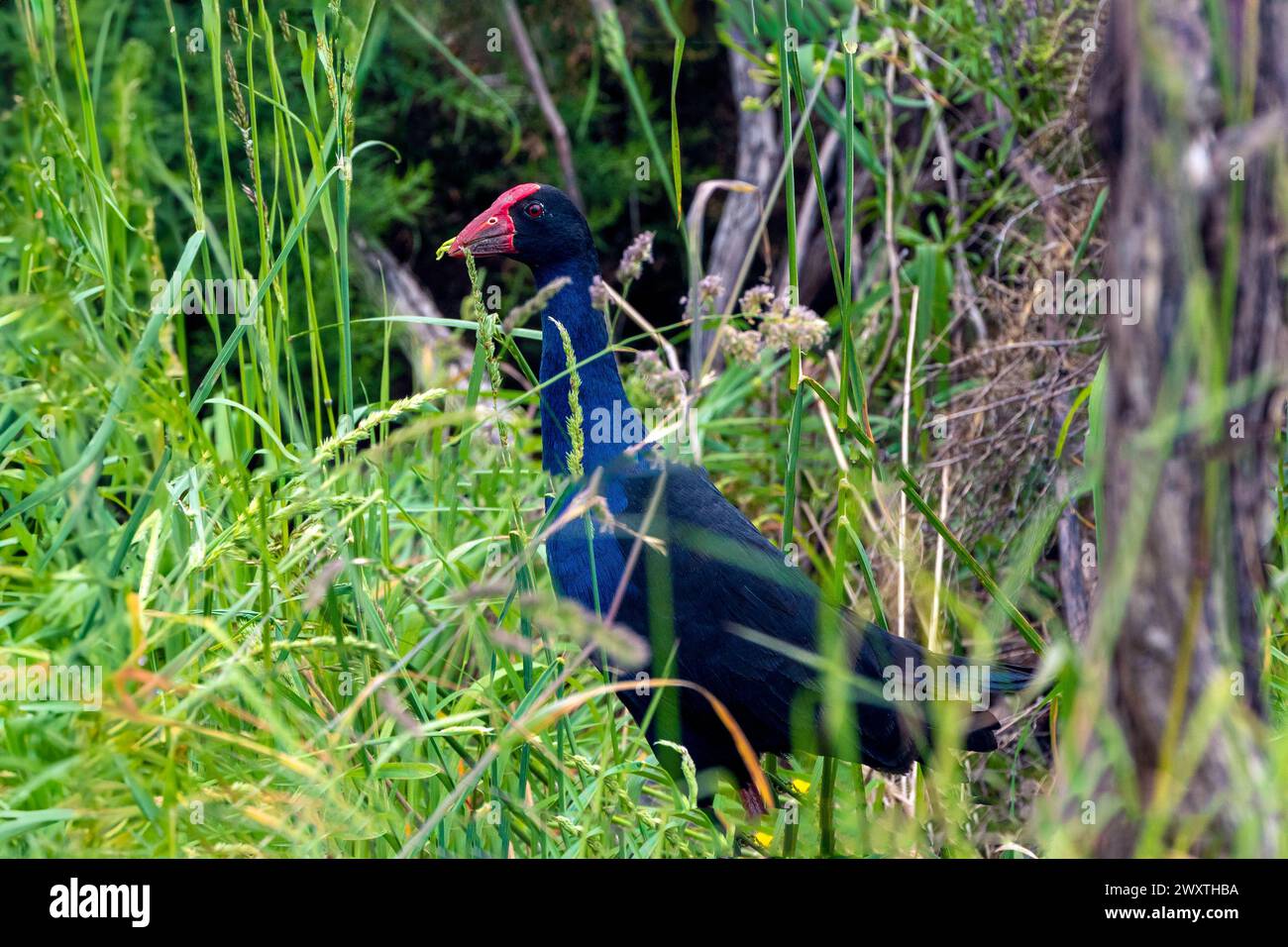 Un'gallina di palude Australasiana (Porphyrio melanotus) si trova nella riserva di Puhinui nel sud di Auckland, nuova Zelanda. Il blu e il nero dell'acqua Foto Stock