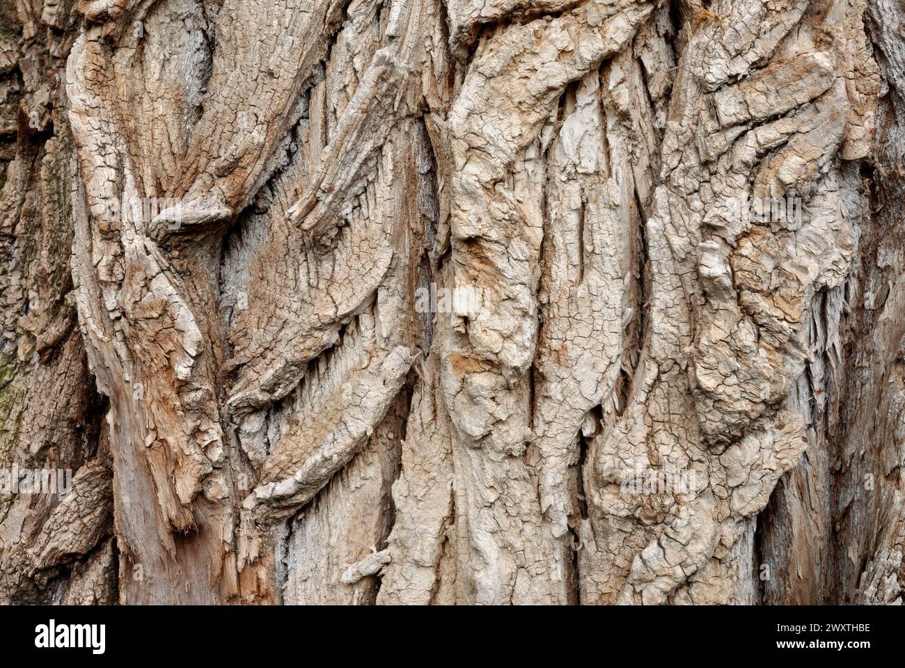 Struttura del legno, pioppo, corteccia di Populus, primo piano. Vecchio tronco di albero incrinato di grandi dimensioni. Sfondo astratto naturale. Trencin, Slovacchia Foto Stock