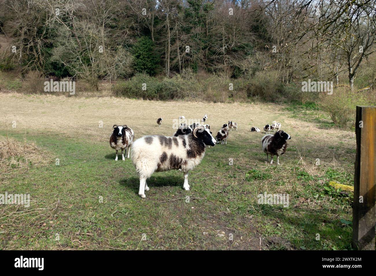 A campo con Jacob Sheep Breed con corni che guardano intorno e camminano verso la telecamera Foto Stock