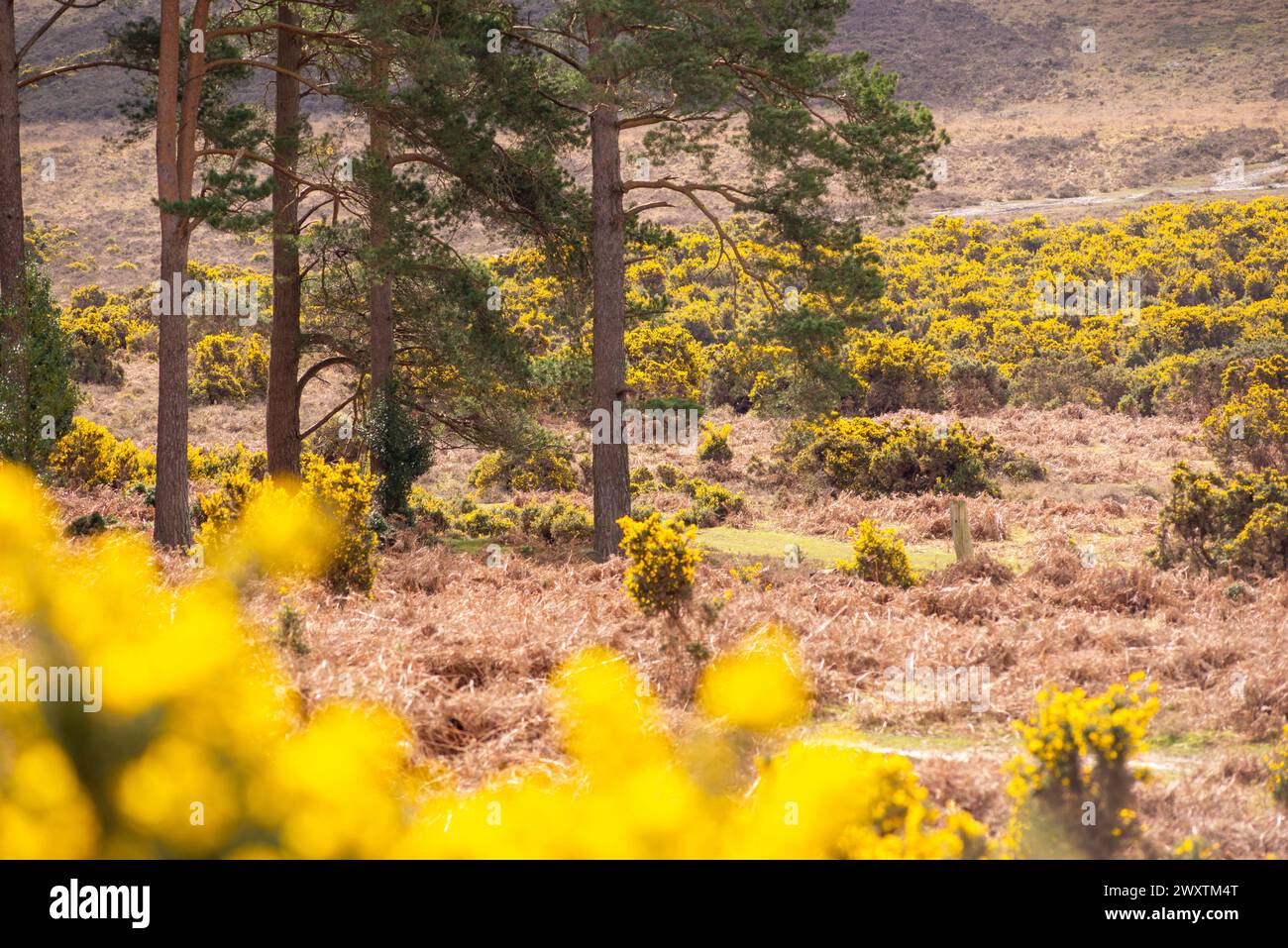 Gorse gialle nel paesaggio della New Forest ad aprile, Hampshire, Regno Unito Foto Stock