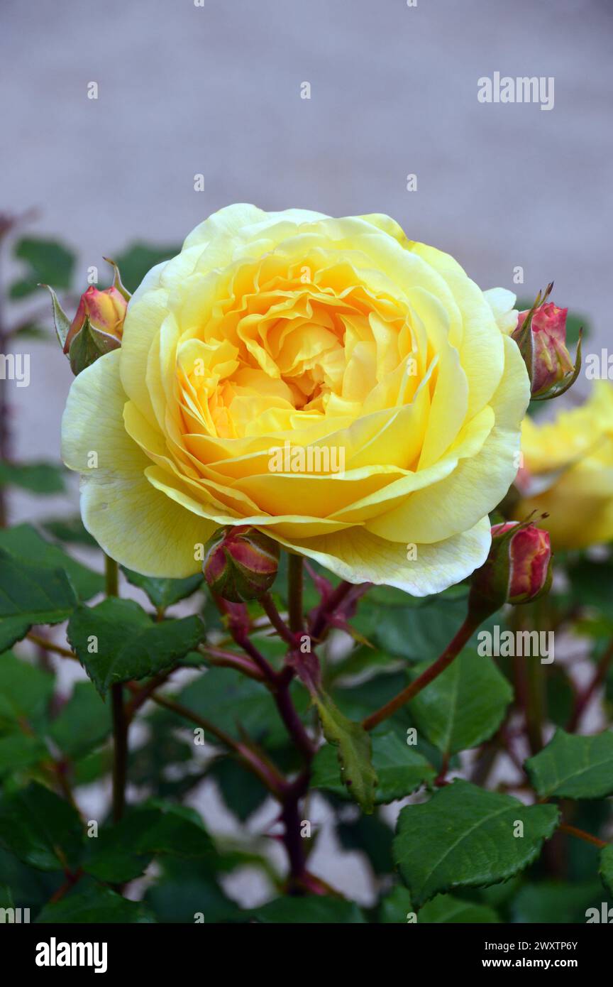 Single Yellow David Austin Rosa "Molineux" Rose coltivate nel Rose Garden di Lowther Castle, Lake District National Park, Cumbria, Inghilterra, Regno Unito. Foto Stock