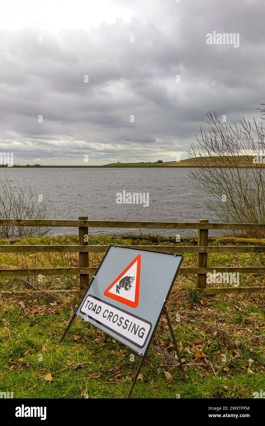 Segnalate agli automobilisti i rospi che attraversano la strada, Redmires Reservoir, Sheffield, South Yorkshire, Inghilterra Foto Stock