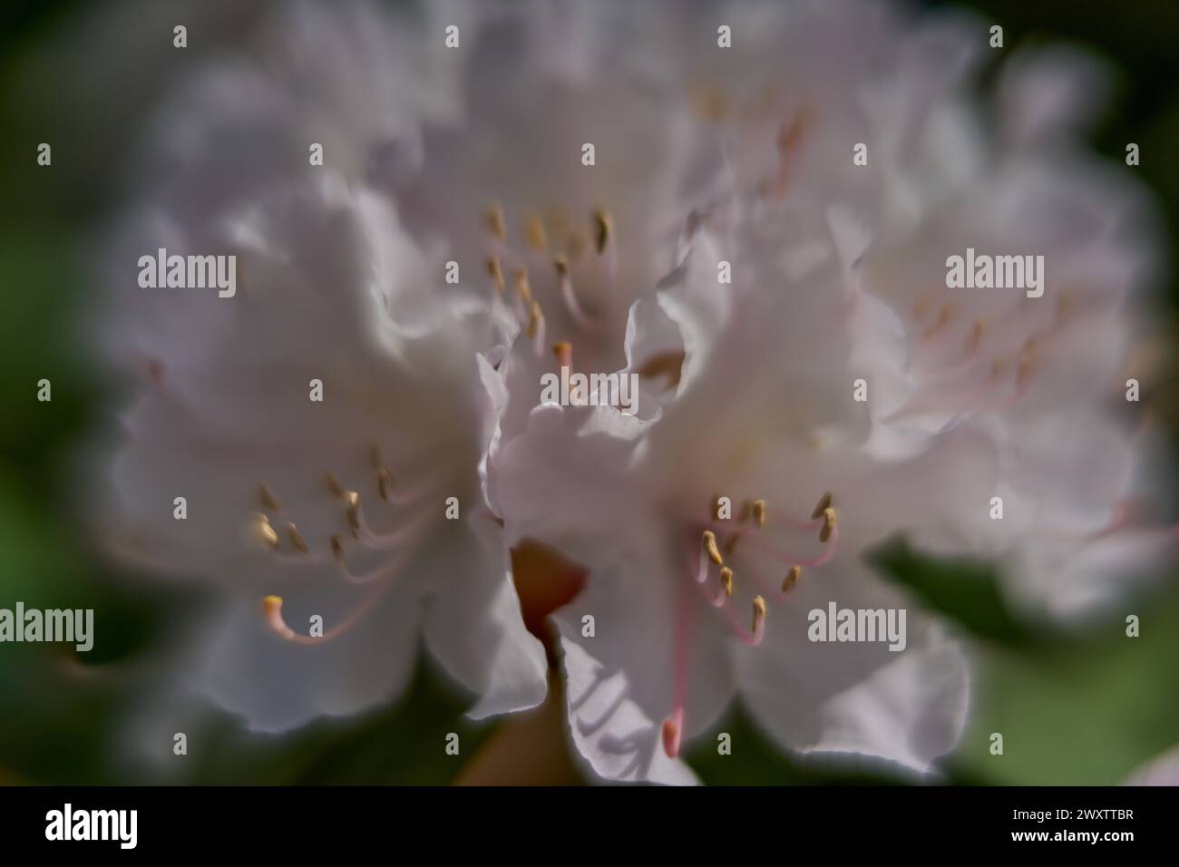 rhododendro primaverile fiorisce da vicino Foto Stock