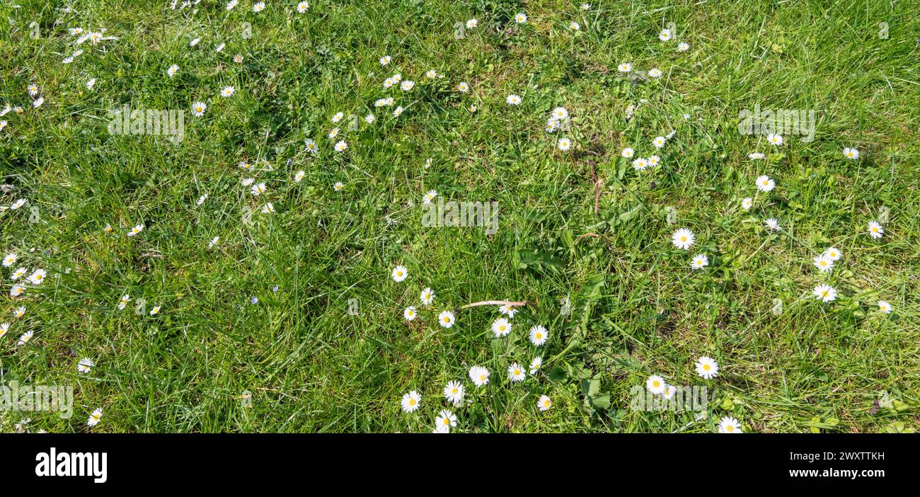 Margherite bianche su sfondo verde. Foto Stock