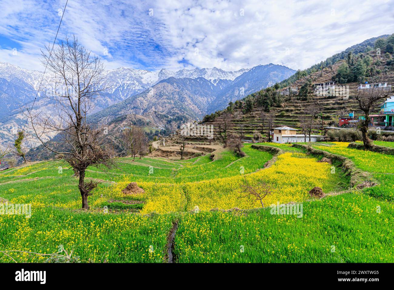 Vista panoramica da Naddi View Point su campi terrazzati pieni di fiori fino alle imponenti e pittoresche montagne innevate della catena himalayana Dhauladhar Foto Stock