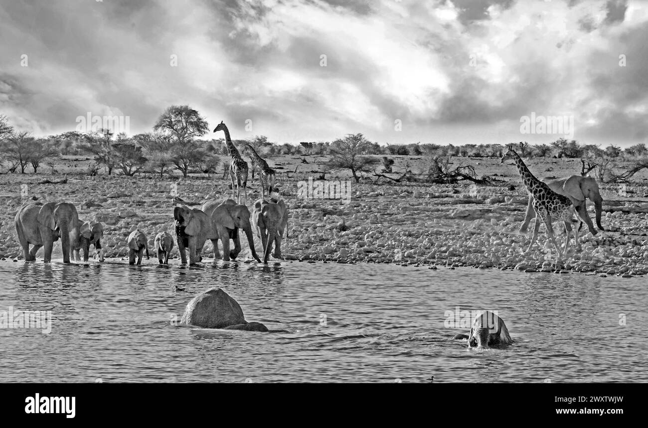 Vista mattutina della pozza d'acqua di Okaukeujo con una mandria di elefanti e giraffe che viene a bere un drink, con un cielo grigio nuvoloso coperto - la foschia di calore è visibile Foto Stock