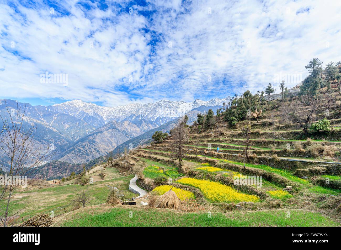 Vista panoramica da Naddi View Point su campi terrazzati pieni di fiori fino alle imponenti e pittoresche montagne innevate della catena himalayana Dhauladhar Foto Stock