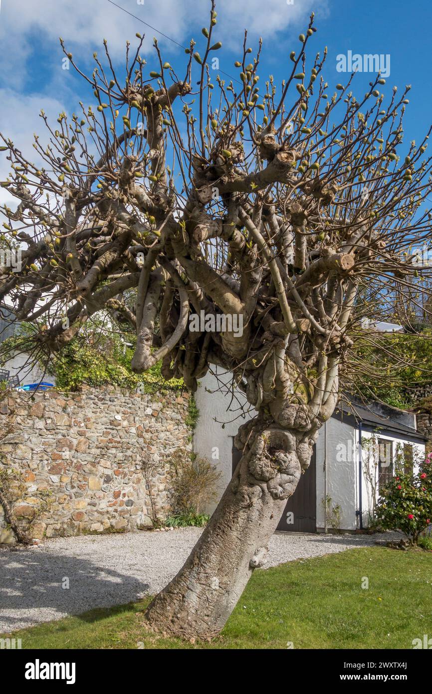 Un vecchio e robusto albero di fico (ficus carica) in un giardino della Cornovaglia, coltivato e potato (molto insolitamente) come albero standard indipendente (UK) Foto Stock