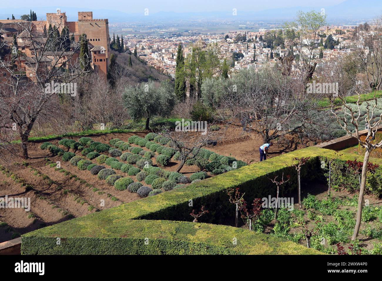 Un giardiniere coltiva la terra sotto il Palazzo d'Estate dell'Alhambra Granadan in Spagna. In lontananza i Palazzi Nasridi e il forte e il Albaicín sottostante Foto Stock