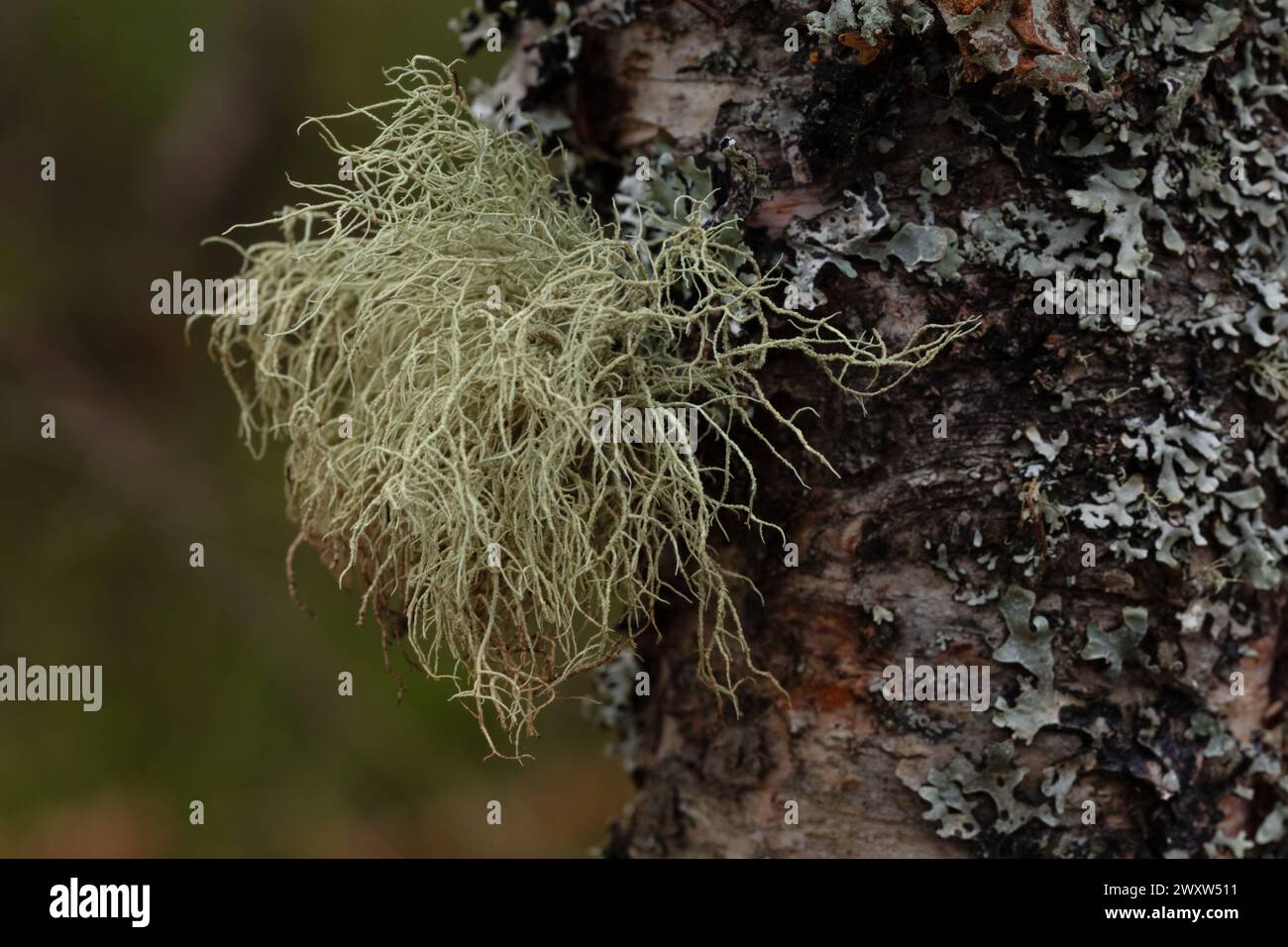 Lichene della barba di Old Man su betulla a Craigellachie NNR, Cairngorms National Park, Scozia, foto ad alta risoluzione di Usnea e muschio di renna Foto Stock