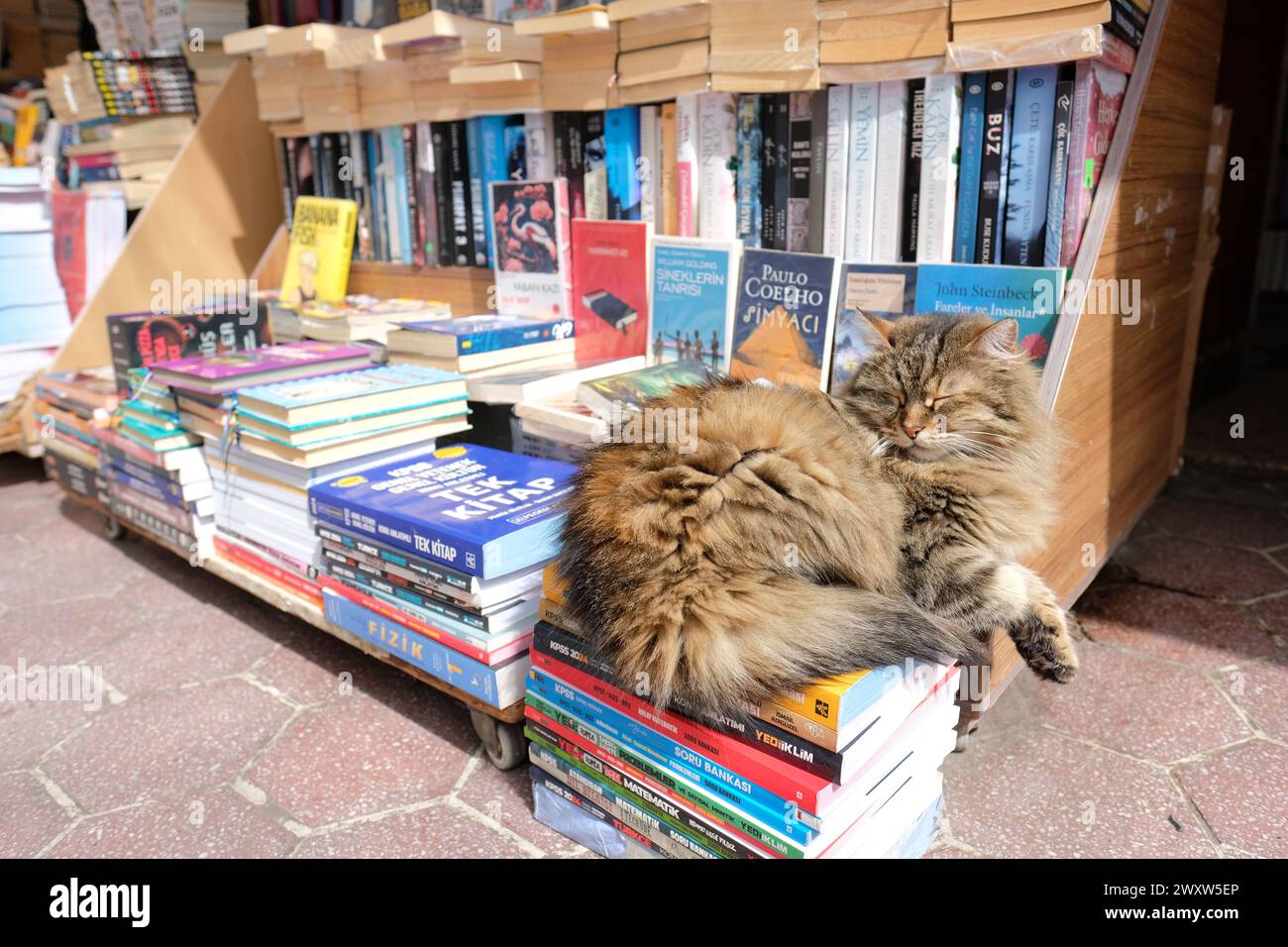 Istanbul Turchia - Un gatto riposa nel bazar del libro che ha molti libri accademici e si trova vicino all'Università di Istanbul - foto marzo 2024 Foto Stock