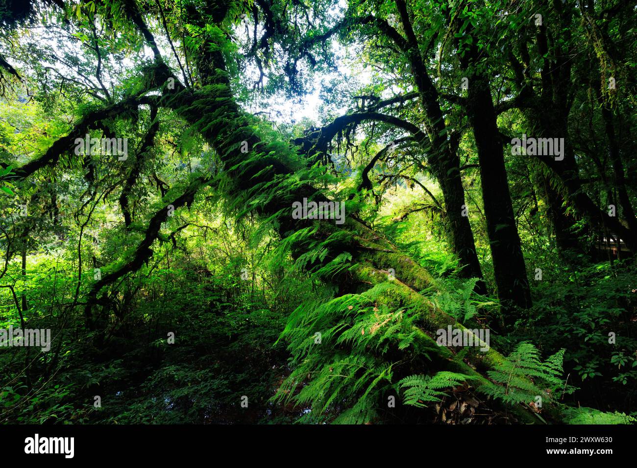 Un albero con muschio che cresce su di esso nella lussureggiante foresta verde di Doi Inthanon, Thailandia. Il muschio copre il tronco e i rami dell'albero, dandogli un carattere naturale Foto Stock