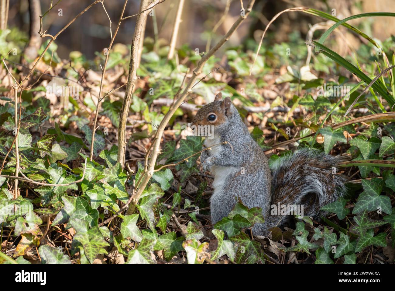 Vigile scoiattolo grigio, Sciurus carolinensis, seduto tra l'edera Foto Stock