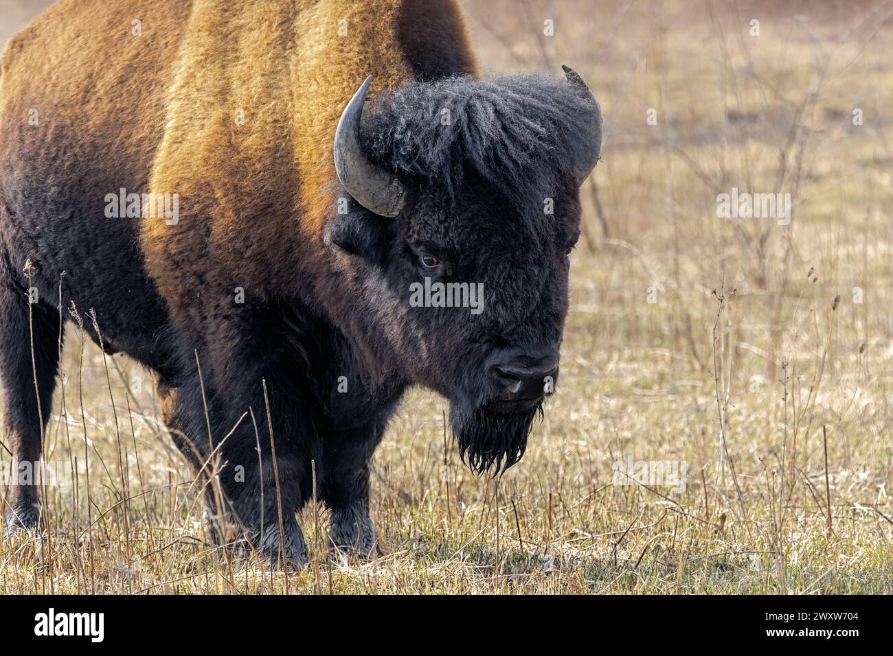 Un bufalo fissa curiosamente il fotografo. Con l'aspetto di pronto per la ricarica, un bisonte mostra i dettagli dei suoi avvisatori acustici e la struttura della superficie o Foto Stock