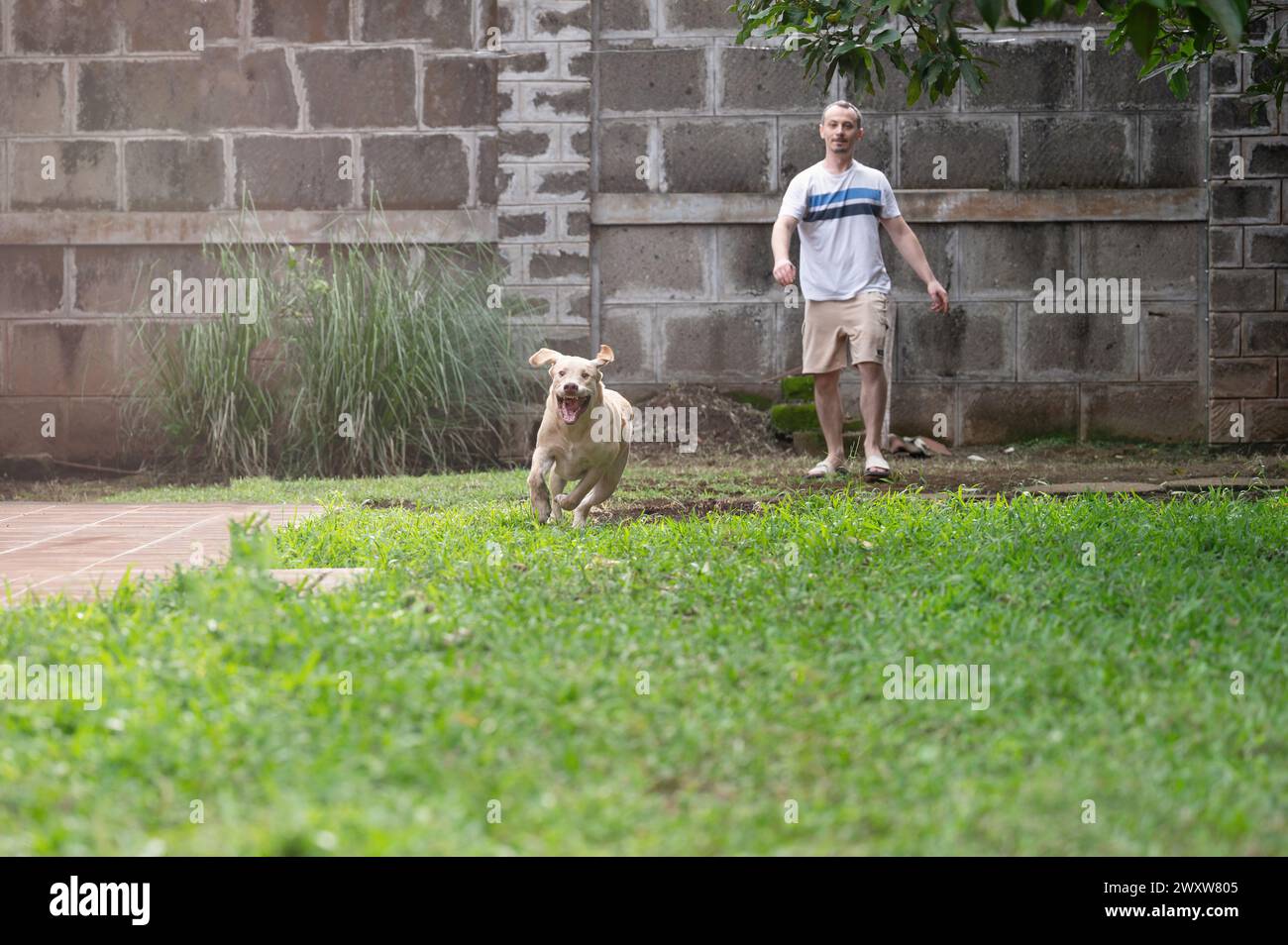 Divertirsi con il cane a tema all'aperto. Passa del tempo con labrador Dog Foto Stock
