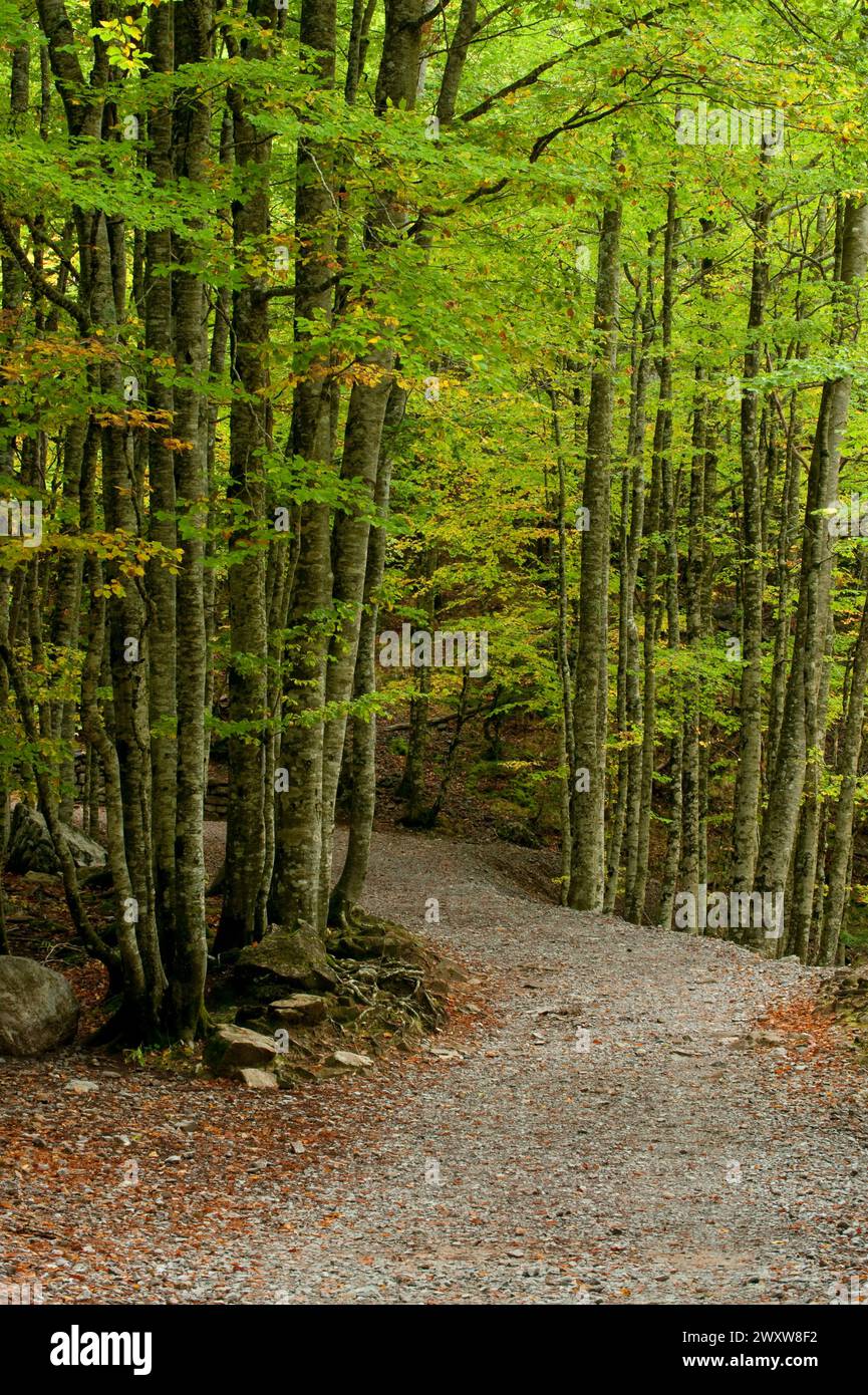 Sentiero escursionistico in una foresta, Ordesa national park, Pirenei, Huesca, Aragon Foto Stock