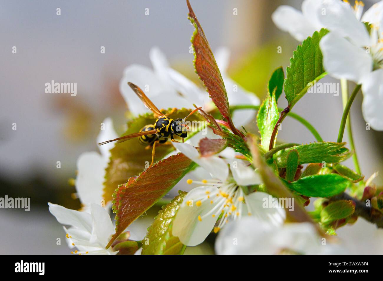 WASP su un fiore di ciliegio Foto Stock