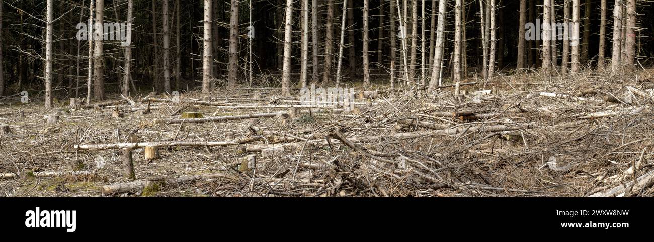 Un quadro triste, una foresta di abeti rossi secchi con tronchi d'albero che giacciono intorno. Il cambiamento climatico ha lasciato tracce devastanti. Foto Stock