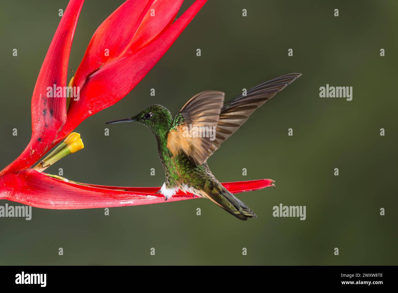 Coronetto dalla coda di bue (Boissonneaua flavescens) che si nutre di un fiore mentre vola, riserva di Bellavista, regione di Tandayapa, Ecuador, Sud America Foto Stock