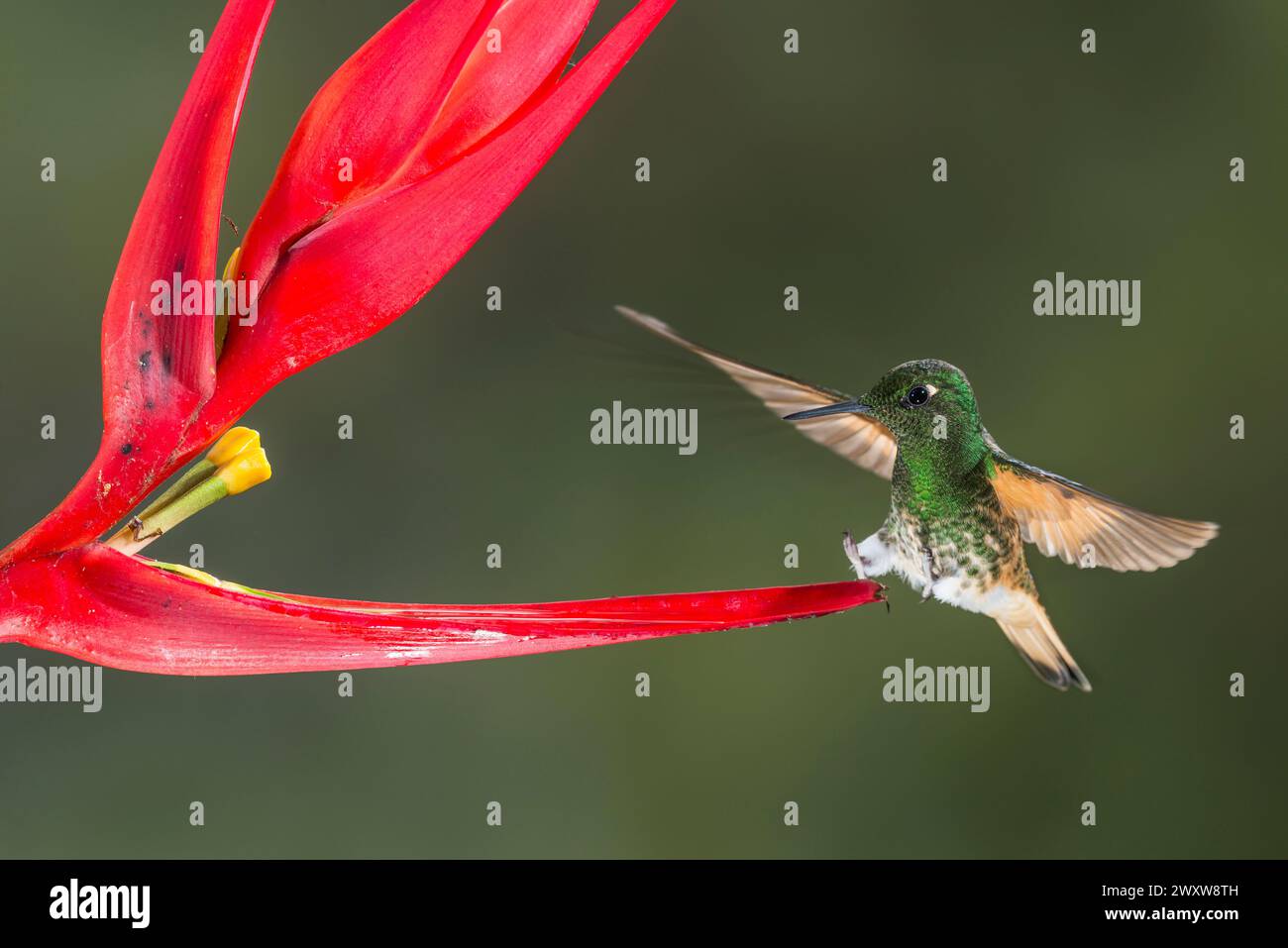 Coronetto dalla coda di bue (Boissonneaua flavescens) che si nutre di un fiore mentre vola, riserva di Bellavista, regione di Tandayapa, Ecuador, Sud America Foto Stock