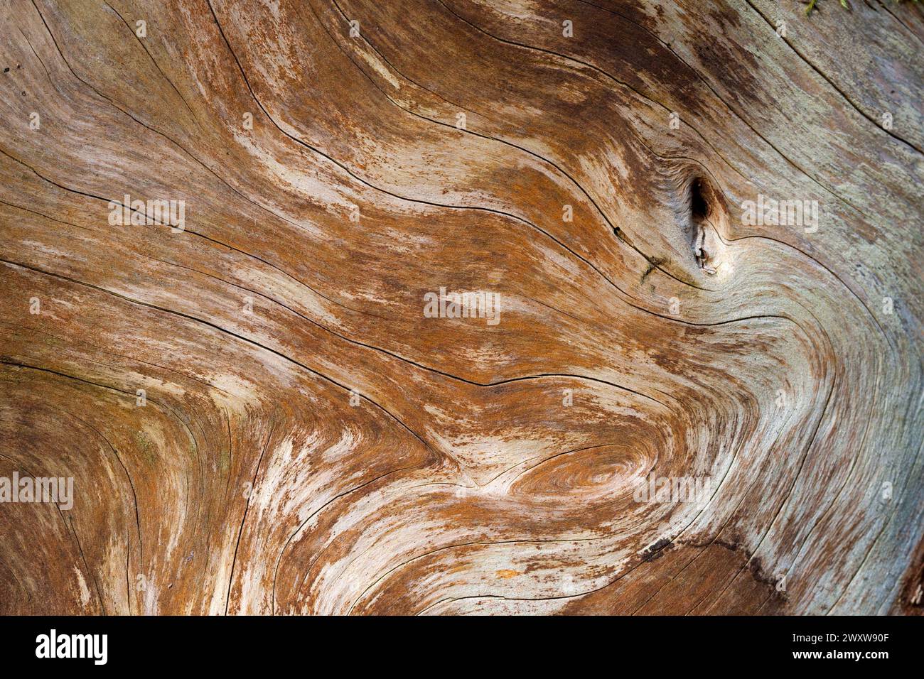 La venatura di legno di un tronco d'albero assomiglia ad un liquido che scorre, le sue linee e forme creano un'illusione di movimento fluente del legno. Foto Stock