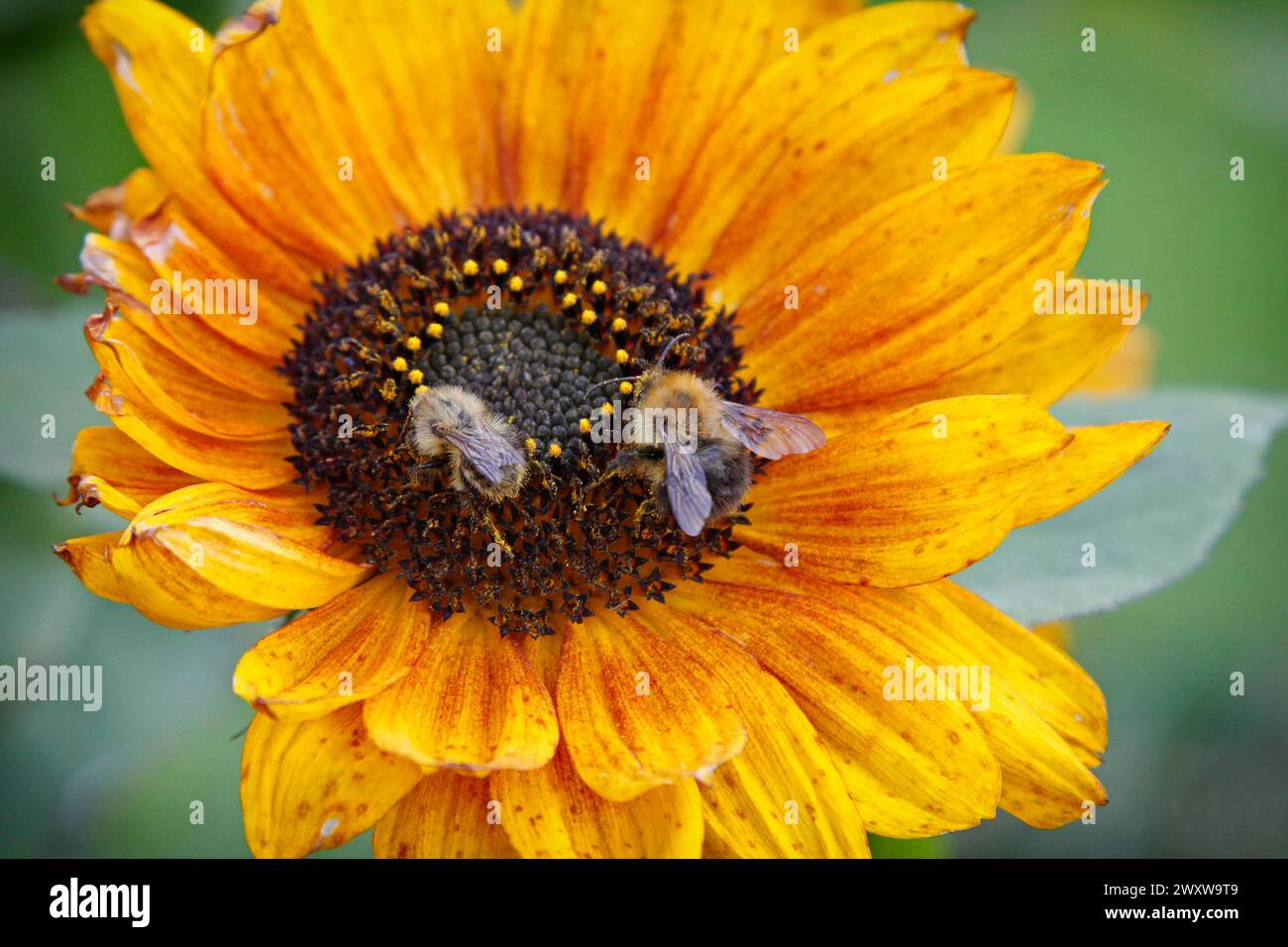 Due api mellifere sedute su un fiore giallo e che raccolgono il nettare Foto Stock