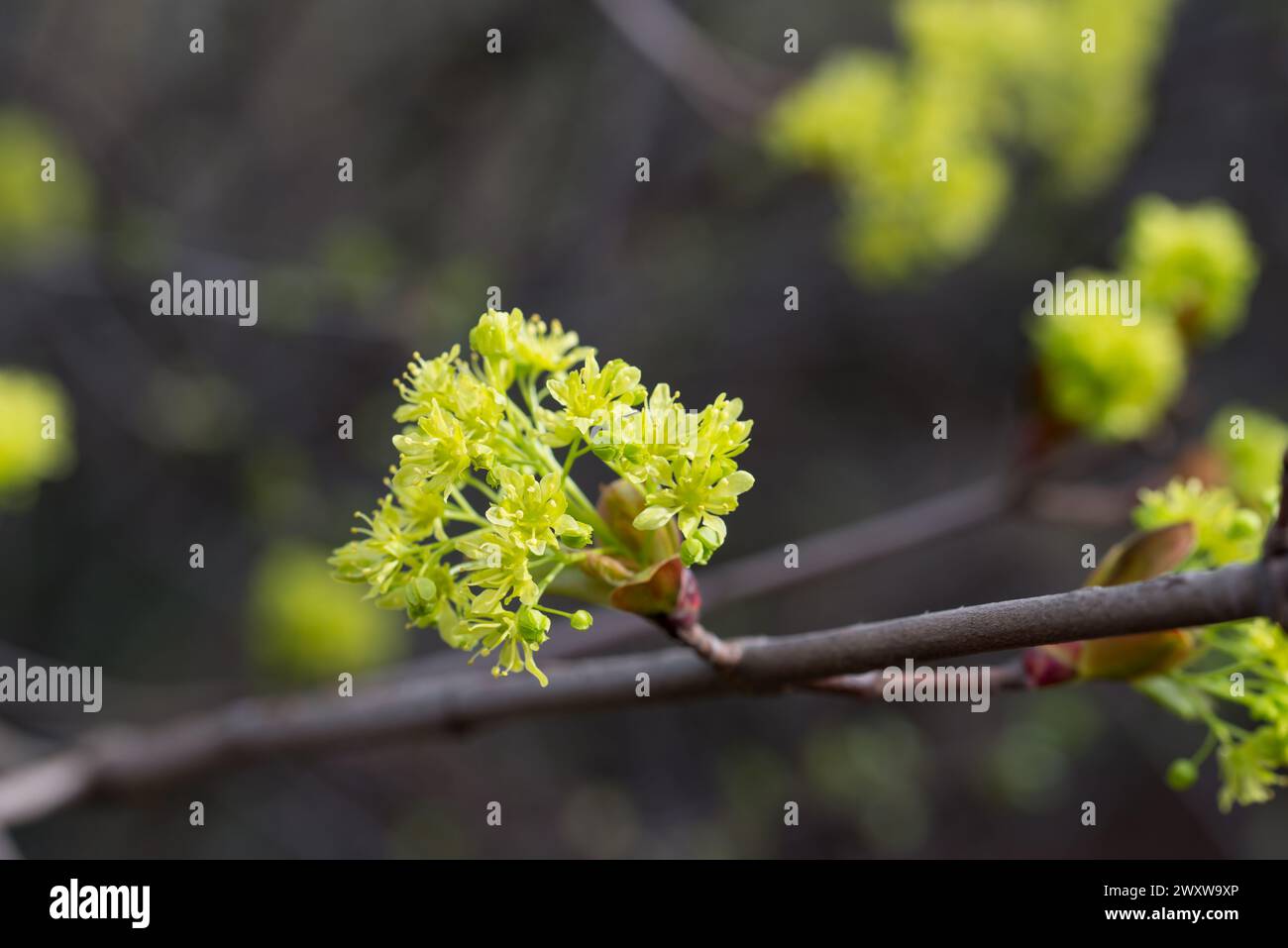 Primo piano dei fiori primaverili d'acero focalizzazione selettiva Foto Stock