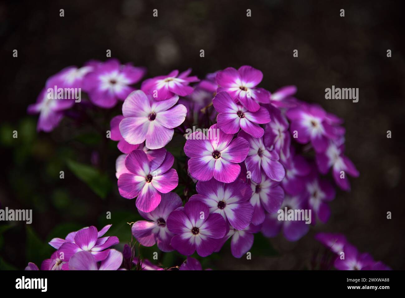 Graziose petunie colorate Foto Stock