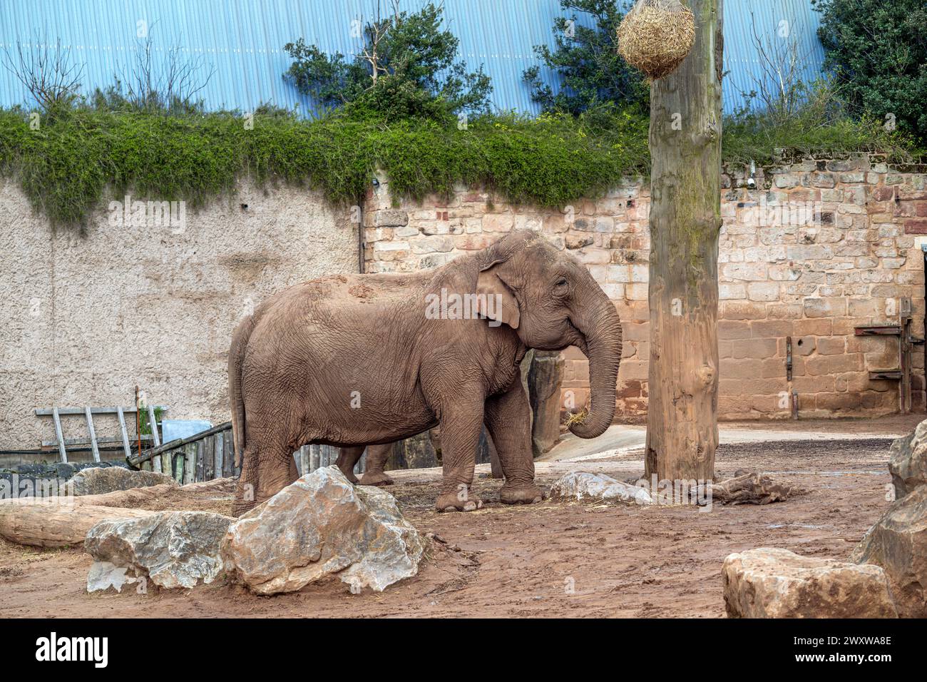 Elefante asiatico (Elephas maximus) nello zoo di Chester, Chester, Cheshire, Inghilterra, Regno Unito Foto Stock
