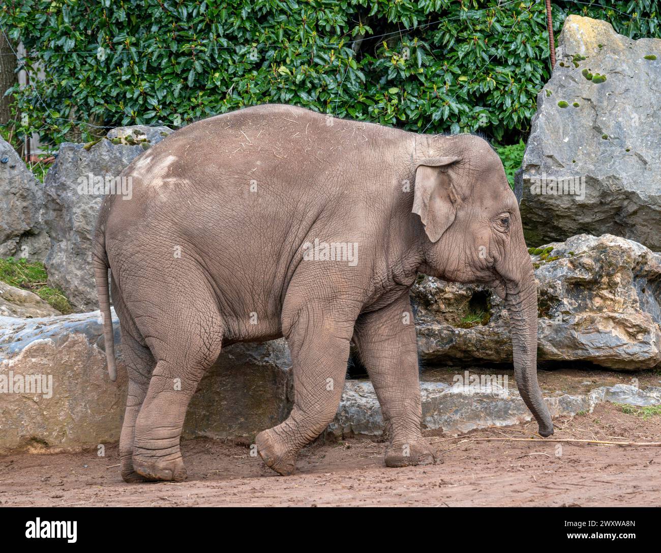 Baby Asian Elephant (Elephas maximus) nello zoo di Chester, Chester, Cheshire, Inghilterra, Regno Unito Foto Stock