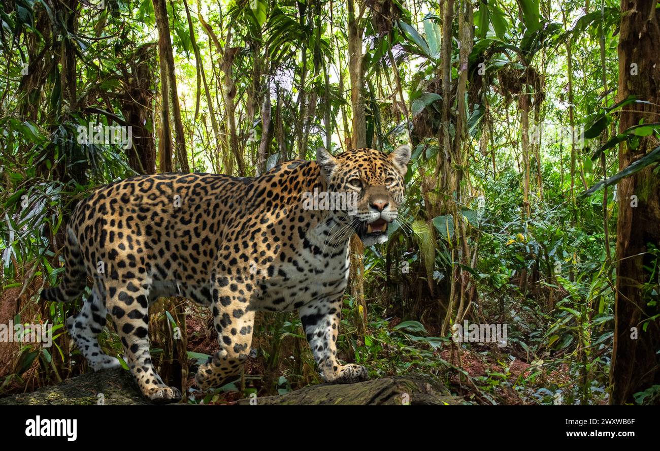 Primo piano di una Jaguar (Panthera onca), maschio adulto. Vive in Messico, America centrale, metà settentrionale del Sud America, Brasile. Foto Stock