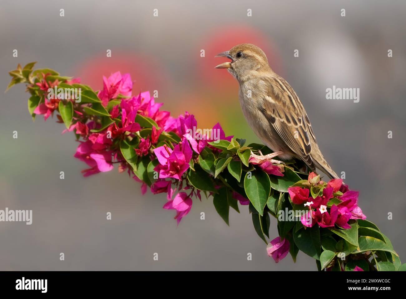 Chiamata passero spagnolo (Passer hispaniolensis) femmina con becco aperto su una Bougainvillea rossa Foto Stock