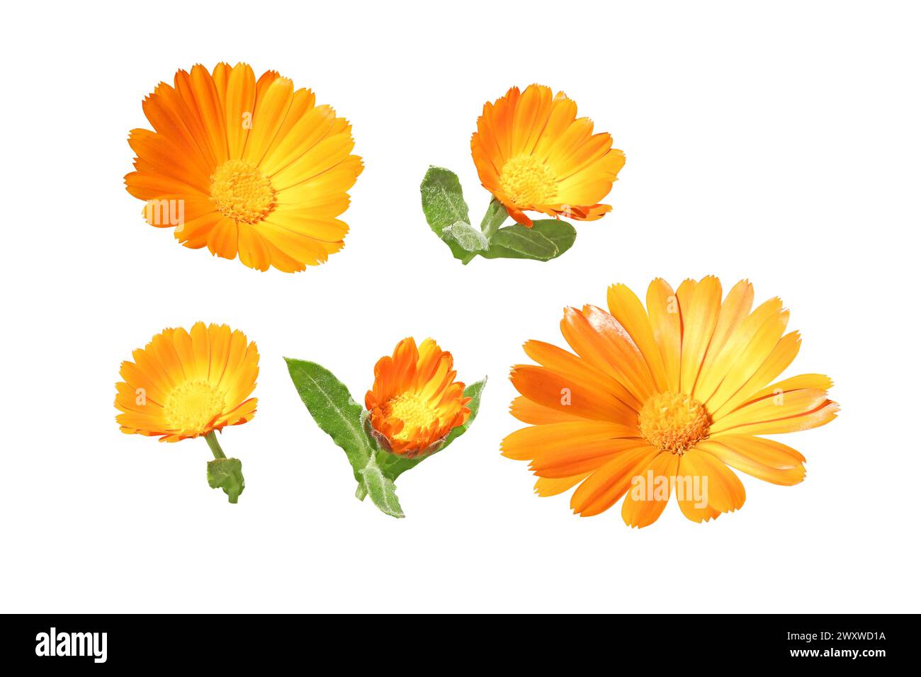 Calendula officinalis fiori e boccioli di arancio brillante, isolati sul bianco. Pianta medicinale in fiore di Marigold. Foto Stock