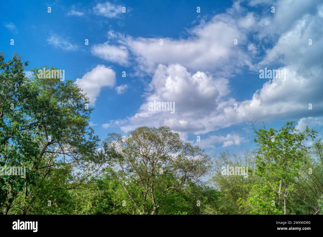 Una splendida foto del cielo blu adornata da nuvole mostruose, che irradia serenità e infinite possibilità, un vero capolavoro dell'arte della natura. Foto Stock