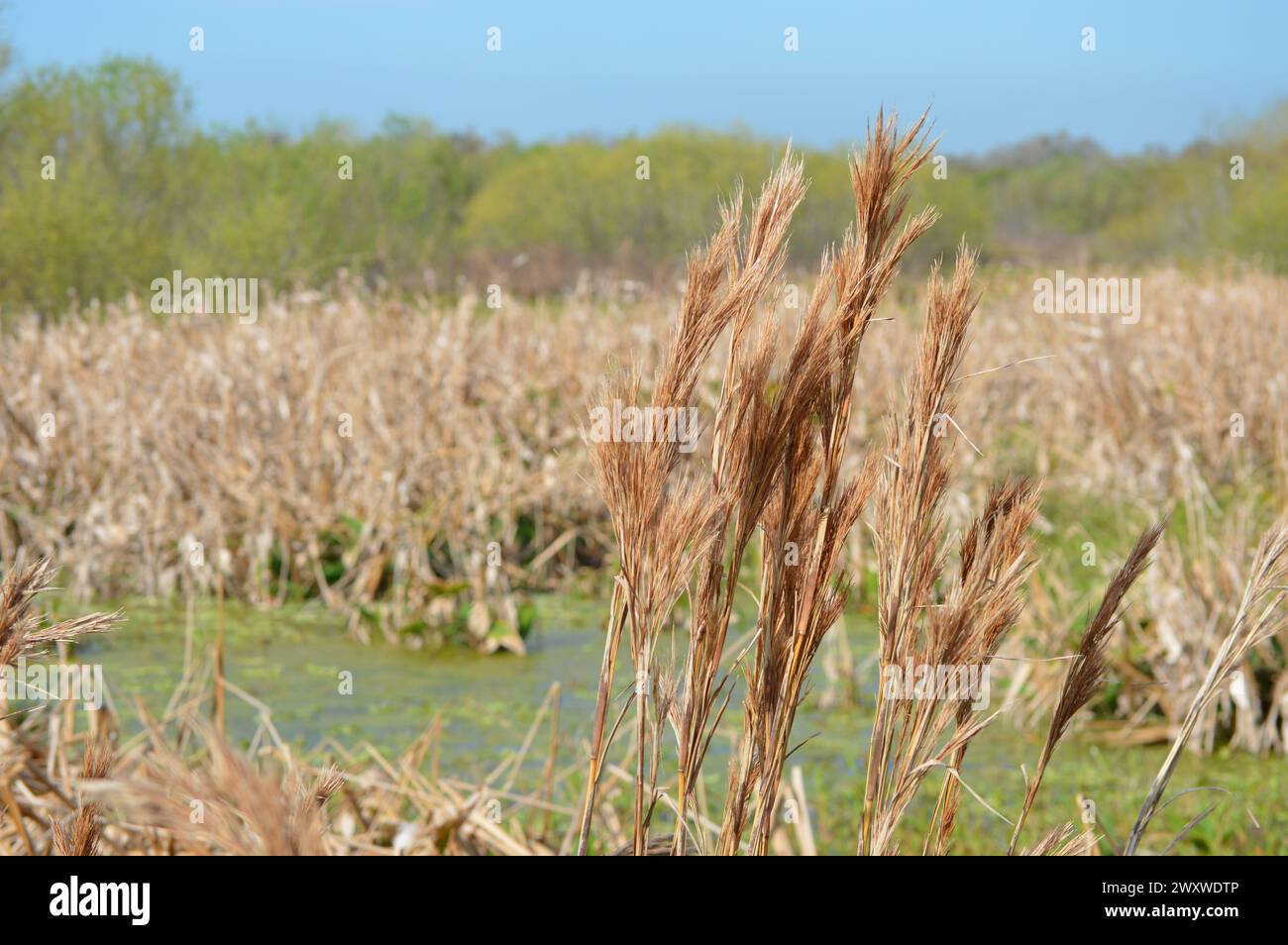 Erba fanciulla che cresce in natura vicino a uno stagno Foto Stock