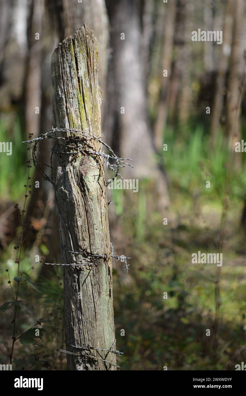 Vecchio palo in filo spinato in legno Foto Stock
