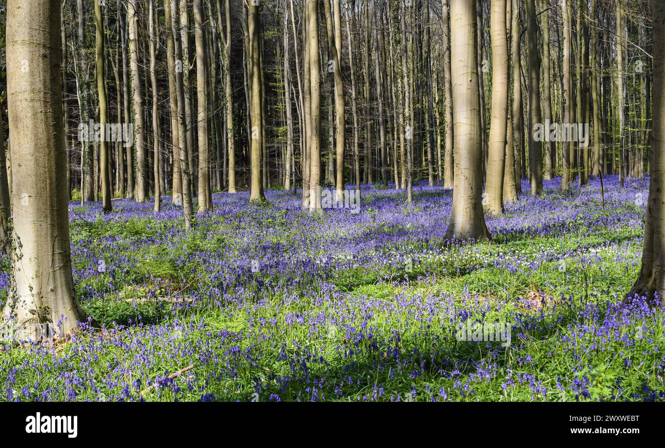 Foresta di Bluebell in Belgio. Paesaggio di Hallerbos con splendidi fiori blu. Foto Stock
