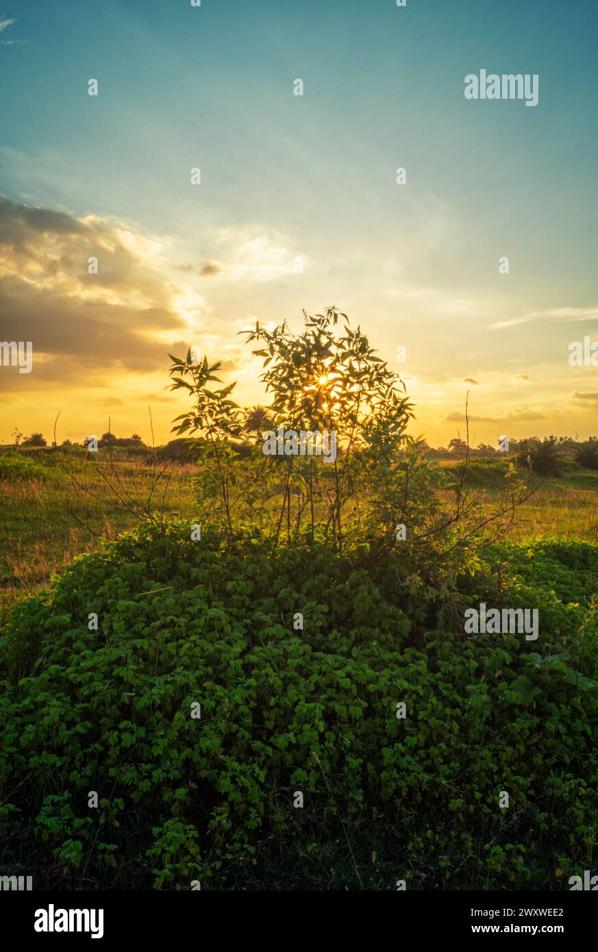 Catturando la serena bellezza della natura, una splendida foto al tramonto immersa nelle tonalità dell'ora dorata si ipnotizza con il suo bagliore etereo e l'atmosfera tranquilla. Foto Stock