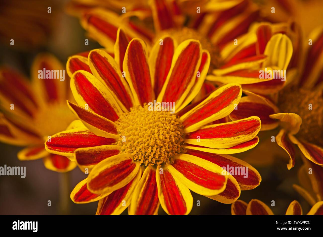 Browm Chrysanthemum Flowers 15976 Foto Stock